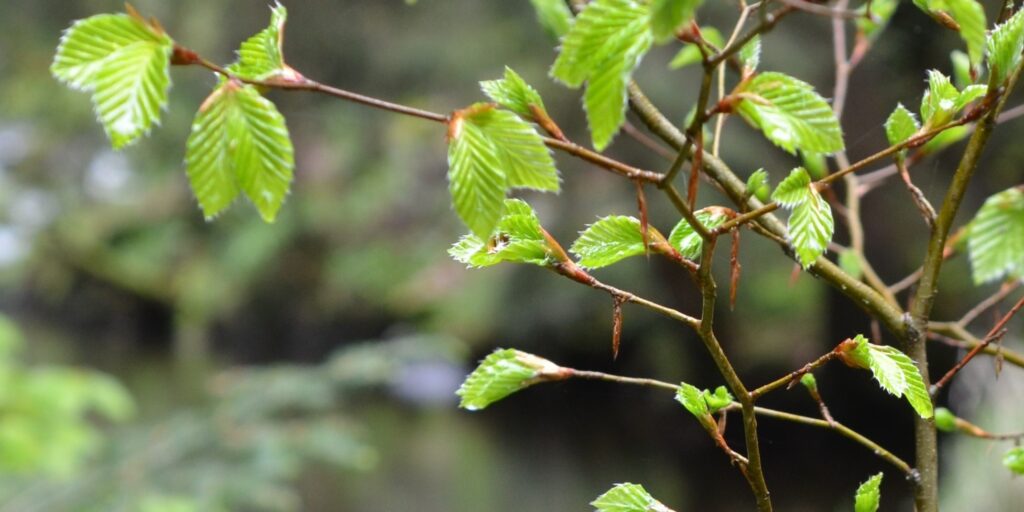 feuillage de printemps, lumineux, marquant la mise en lumière des livres.