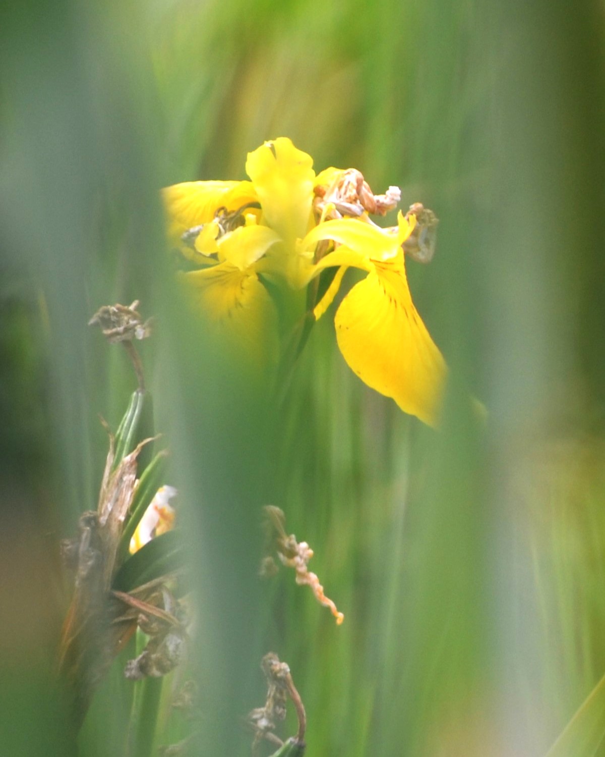 fleur lumineuse, symbole de clarté