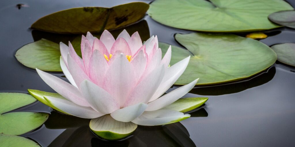 nénuphar sérénité